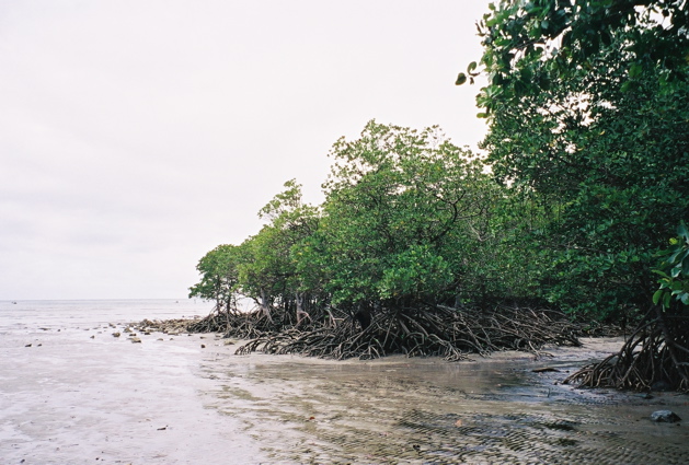 QUEENSLAND/Cape tribulation
