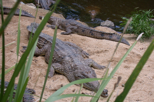 QUEENSLAND/Kuranda/zoo