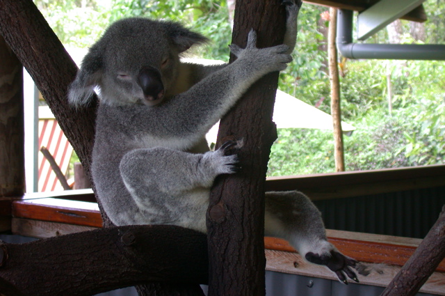 QUEENSLAND/Kuranda/zoo
