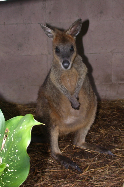 QUEENSLAND/Kuranda/zoo