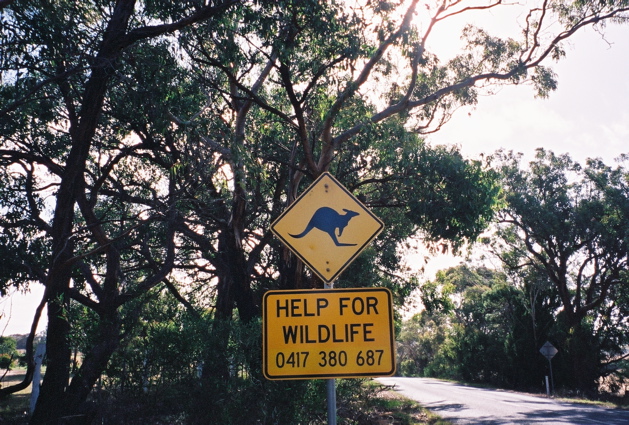 VIC/Bellbrae/panneau kangaroo