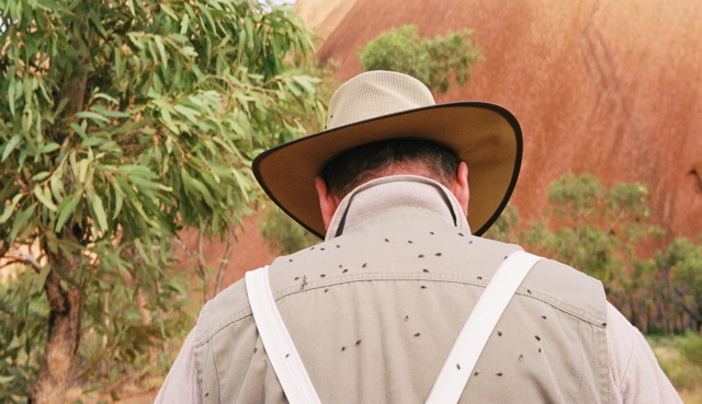 NT/Uluru/transport de mouches