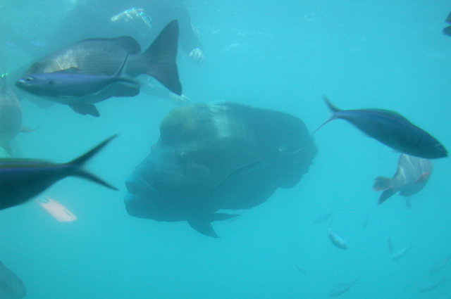 QUEENSLAND/Cairns/Reef