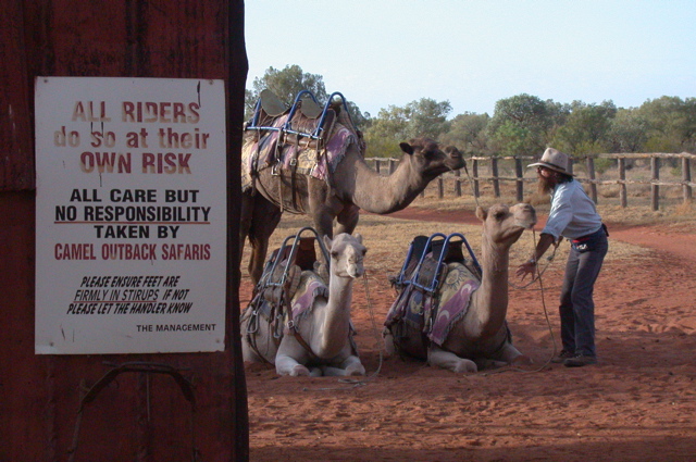 NT/vers Uluru/dromadaires