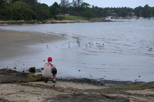 NSW/Ryde/Kissing point