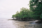 QUEENSLAND/Cape tribulation