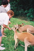 QUEENSLAND/Daintree/wallabies