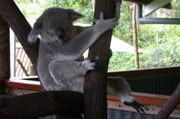 QUEENSLAND/Kuranda/zoo