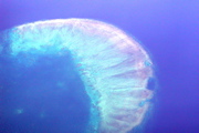 QUEENSLAND/Reef vu d'avion