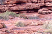 NT/Kings canyon/dingo