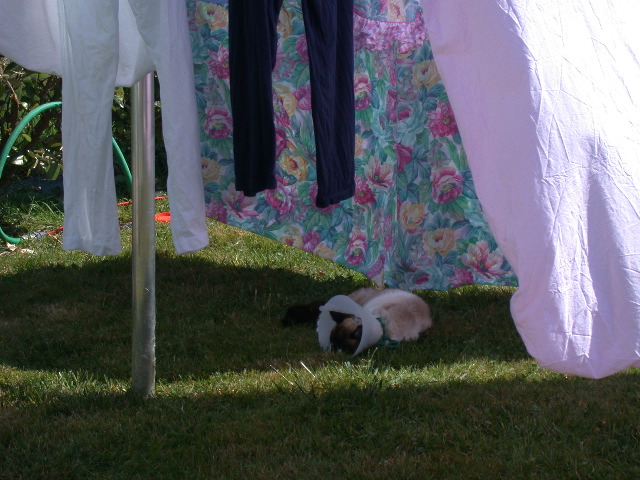 cleo se plait &agrave; Kerfago