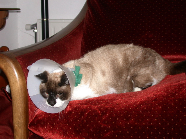 cleo et son porte voix