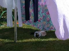 cleo se plait &agrave; Kerfago