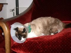 cleo et son porte voix