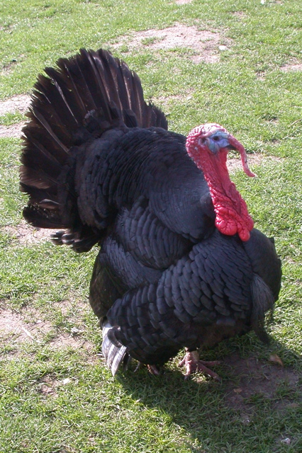 bergerie de rambouillet