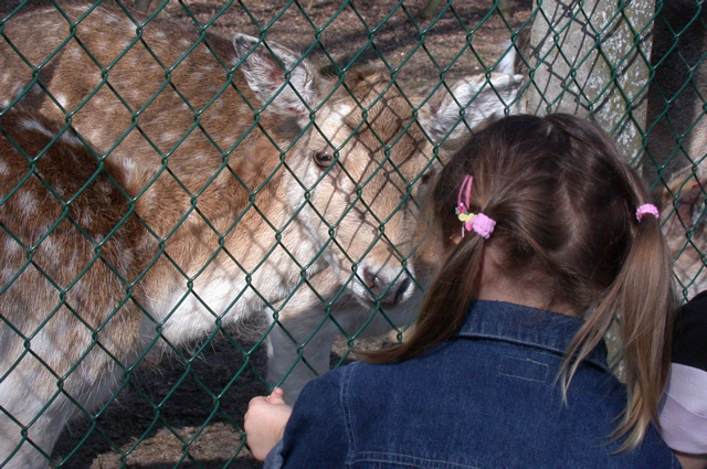 bergerie de rambouillet
