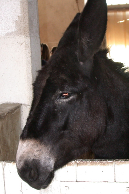 bergerie de rambouillet