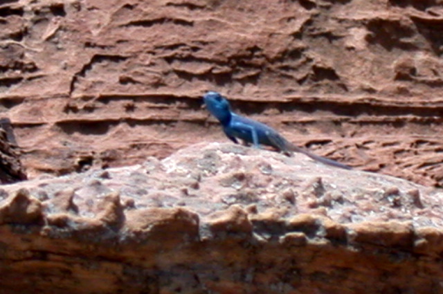 Pétra/le lézard bleu