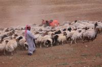 Wadi mujeb/troupeau
