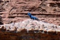 Pétra/le lézard bleu