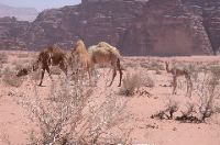 Wadi Rum/famille de dromadaires