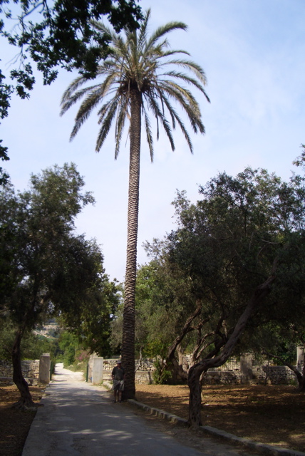 Buskett garden