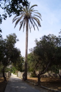 Buskett garden