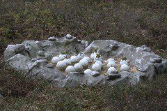 oeufs de Brachiosaure