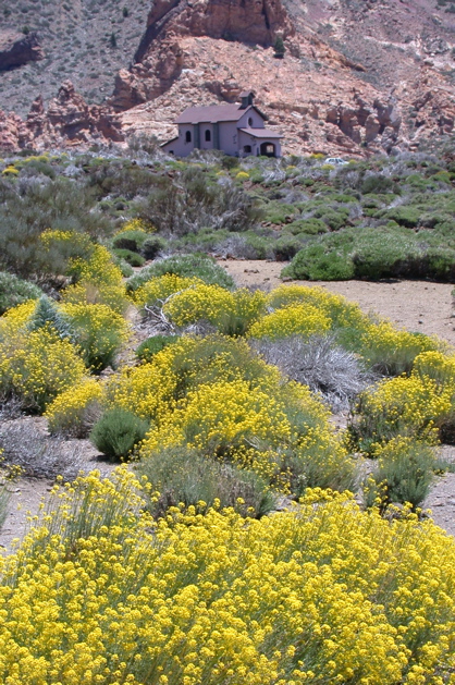 Fleurs dans la caldera de las Canadas