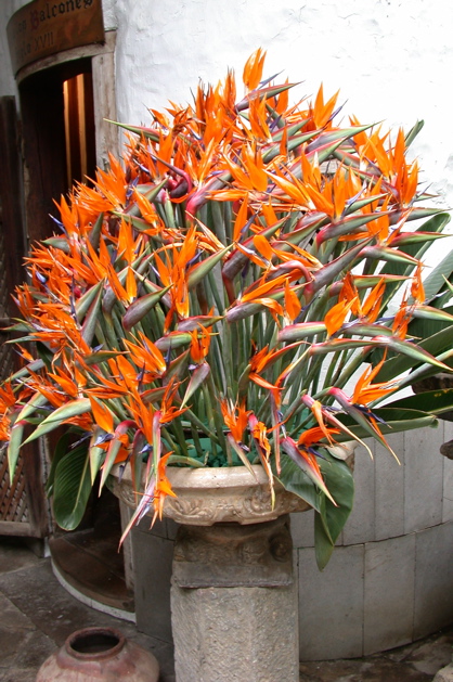 Strelitzias