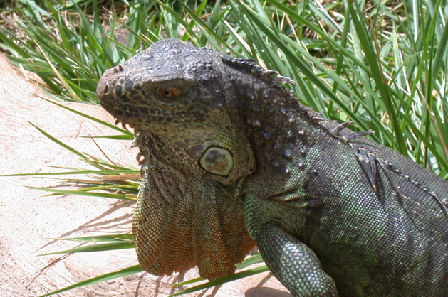 Cactus park iguane