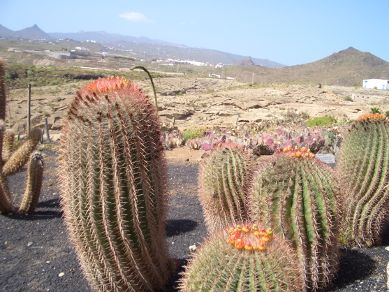 Cactus park