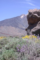 Le Teide 