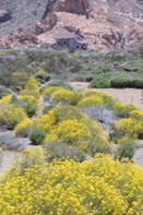 Fleurs dans la caldera de las Canadas