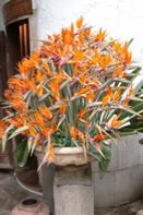 Strelitzias