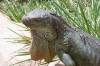 Cactus park iguane