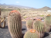 Cactus park