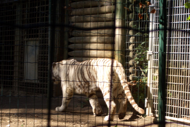 Auneau parc de f&eacute;lins