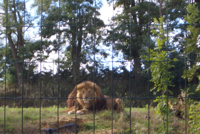 Auneau parc de f&eacute;lins