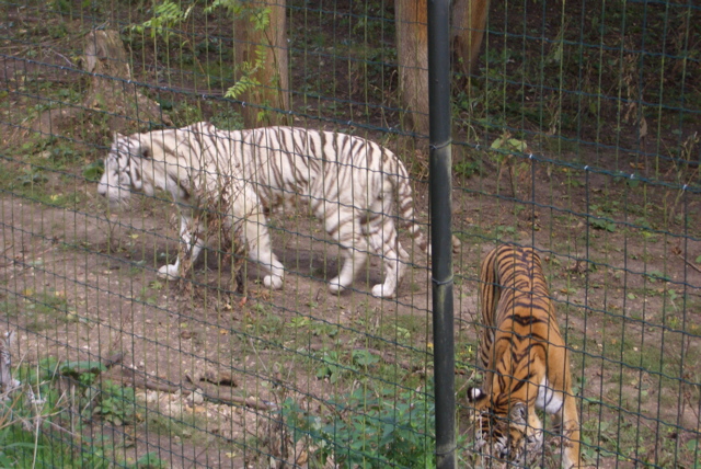 Auneau parc de f&eacute;lins