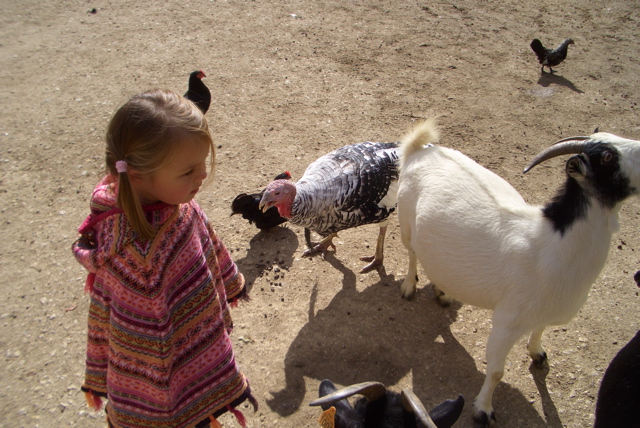 Auneau parc de f&eacute;lins