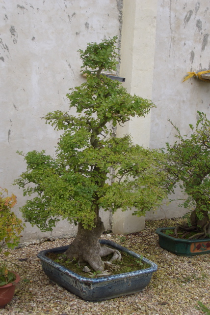 Jardin Yili bonsai