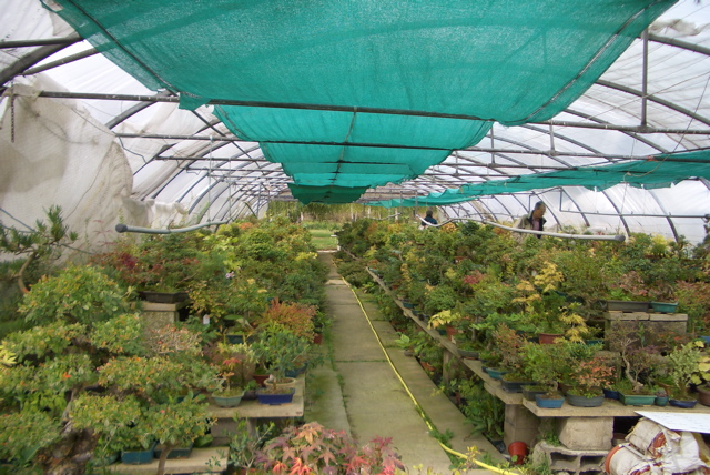 Jardin Yili culture de bonsai