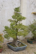 Jardin Yili bonsai